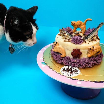 Purrfection Cake