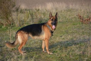 German Shepherd dog breed - the most popular working dog in Bahrain