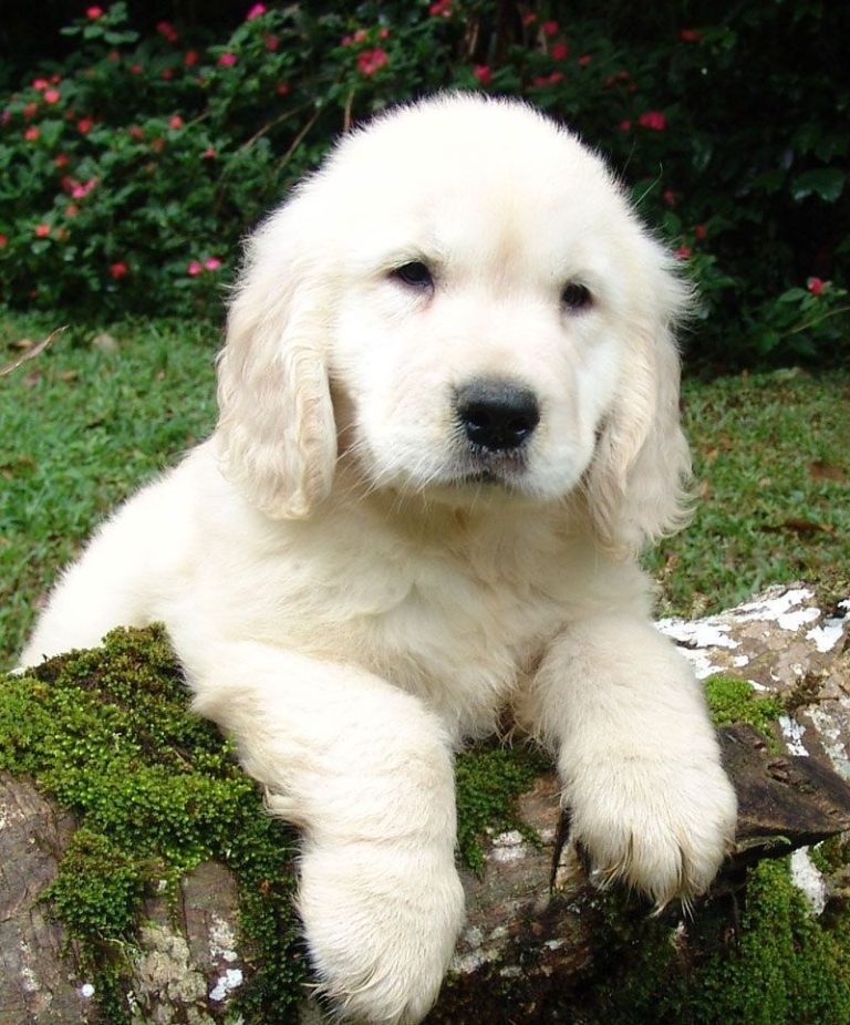Adorable Puppy