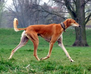 Saluki - National Dog of the Arabian Region
